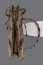  Cacostola colombiana , male holotype specimen; © E.H. Nearns